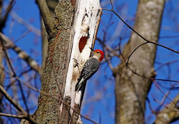 Red Bellied Woodpecker by Deb Oppermann